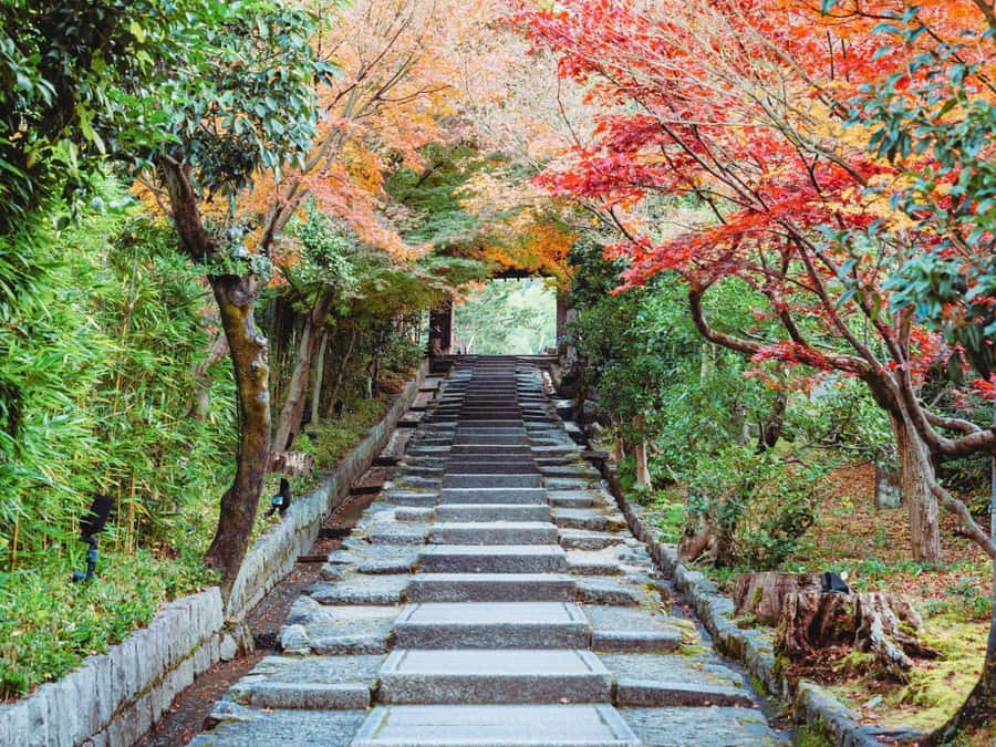[2.3km / 1.43mi] Kyoto East Early Morning Walking Tour - Small group pace with local guide Akari