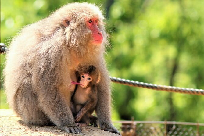 4 Hours Arashiyama and Arashiyama Monkey Park Tour - Who This Tour Fits Best (and Who Should Rethink It)