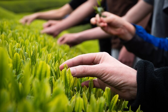 7hr Private Wazuka True Hidden Kyoto Matcha Farm Experience - Two Matcha Farms in Wazuka: How the Day Moves from Picking to Ceremony