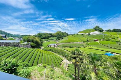 7hr Private Wazuka True Hidden Kyoto Matcha Farm Experience - Meet the 5th-Generation Matcha Farmer: The Value of a Family Craft