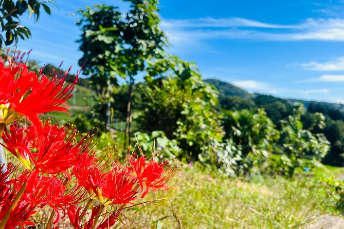 7hr Private Wazuka True Hidden Kyoto Matcha Farm Experience - Matcha Tasting and Tea Tasting Workshop: Taste Notes, Not Just Sips