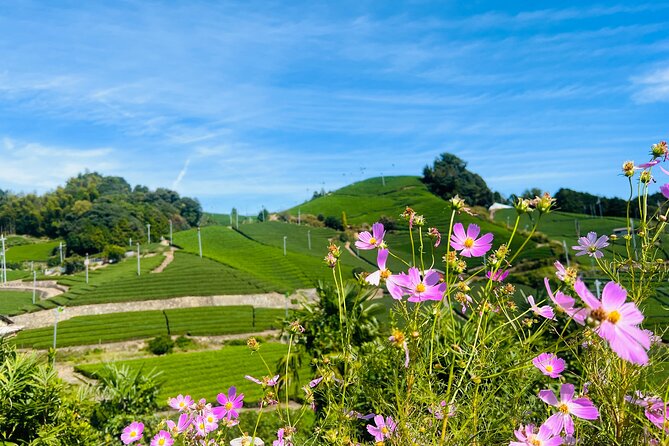 7hr Private Wazuka True Hidden Kyoto Matcha Farm Experience - The Take-Home Premium Matcha: What You’re Actually Buying