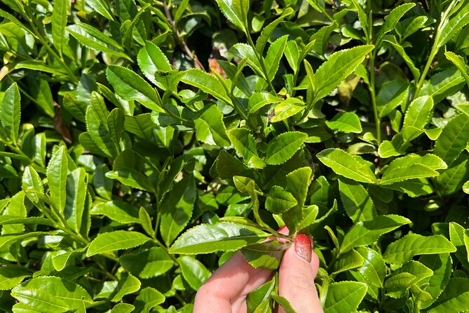 7hr Private Wazuka True Hidden Kyoto Matcha Farm Experience - Price and Logistics: Is $520 Per Person Worth It?