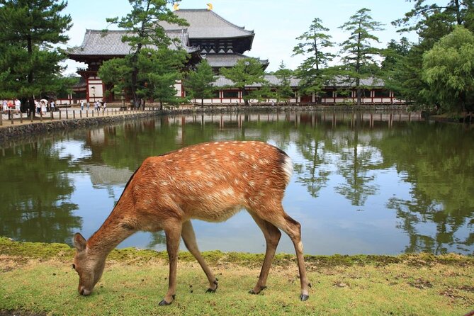 Arashiyama & Nara Highlights: One-Day Private Tour Adventure - Key Highlights You’ll Actually Feel on the Day