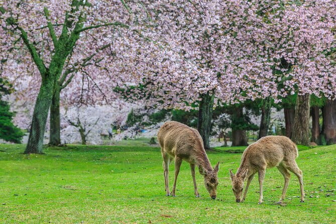 Early Half Day to Kyoto Highlights - Back to Kyoto Station: Keeping Your Afternoon Flexible