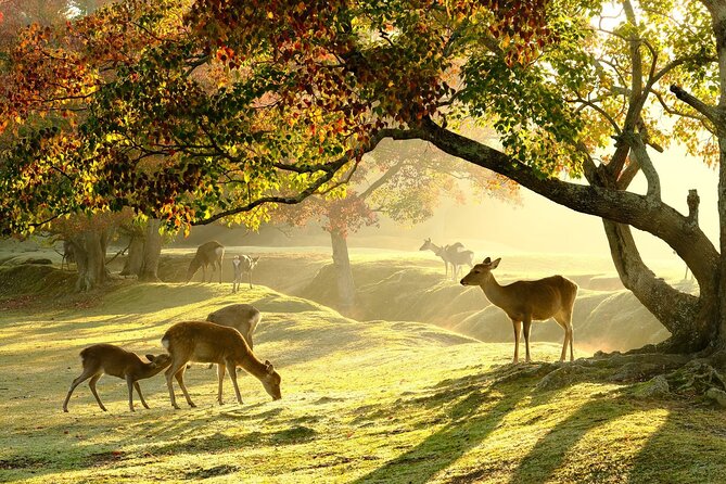 From Kyoto: Nara History Guided Half Day Bus Tour with lunch - Quick hits before you go
