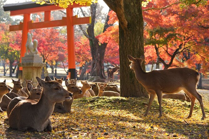 From Kyoto: Nara History Guided Half Day Bus Tour with lunch - Stop 2: Todai-ji Temple and the Great Buddha (Why People Love This Part)