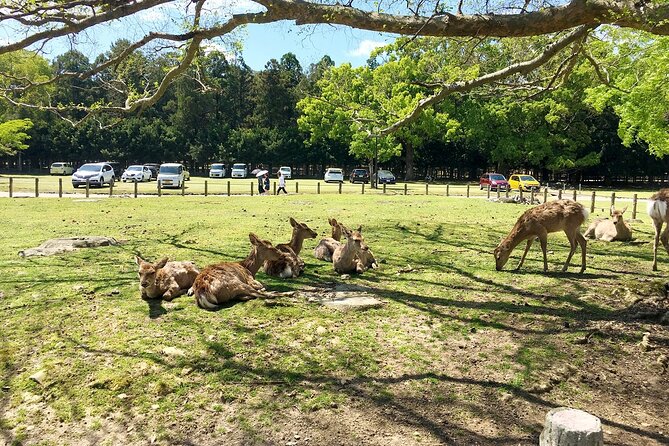 From Kyoto: Nara History Guided Half Day Bus Tour with lunch - Stop 3: Nara Park Deer Time, Japanese Lunch, and a Quick Souvenir Run