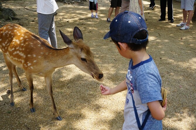 From Kyoto: Nara History Guided Half Day Bus Tour with lunch - Timing, Walking, Crowds, and How to Avoid Feeling Rushed