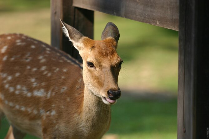 From Kyoto: Nara History Guided Half Day Bus Tour with lunch - Price and Value: Is $78.83 a Smart Deal?