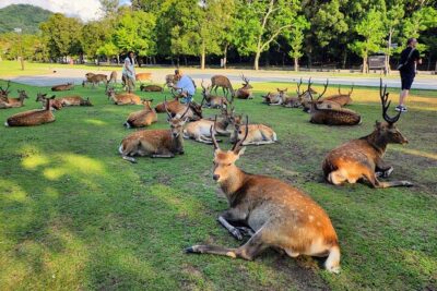 Full Day Guided Tour to Kyoto and Nara from Osaka by Van - Pickup in Osaka: Shinsaibashi or Umeda DT Tower