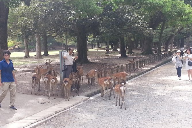 Fushimi Inari & Nara Highlights Walking Tour - The Private Guide Advantage: Pace, Routing, and Better Sightseeing