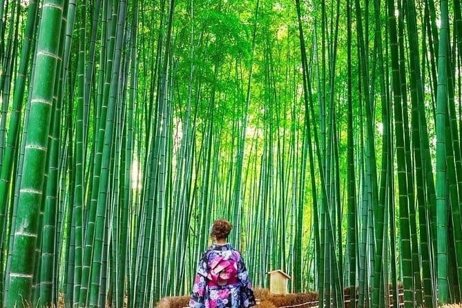 Guided Kyoto City Cherry Blossom One Day Private Tour - Stop 5: Gion district for traditional street character (not just photos)