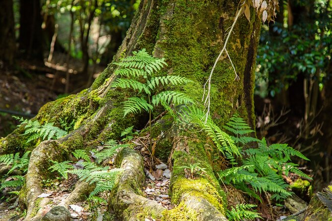 Hiking Tour for Sacred Sites in Kyoto with a Guide - Price and value: is $250 worth it for this Kyoto day?