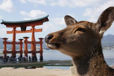 Hiroshima, Miyajima 1 Day Bus with Indian Lunch from Osaka, Kyoto - Hiroshima’s Peace Memorial stops: what you’ll actually see