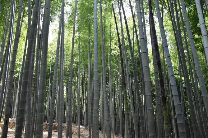 Inside of Fushimi Inari - exploring and lunch with locals - Entering Fushimi Inari’s Inner World, Not Just the Main Gates