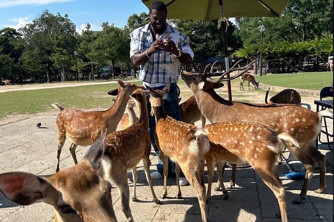 Kyoto and Nara Private Car Tour with a Local English Guide Driver - Key highlights for this Kyoto and Nara private car tour