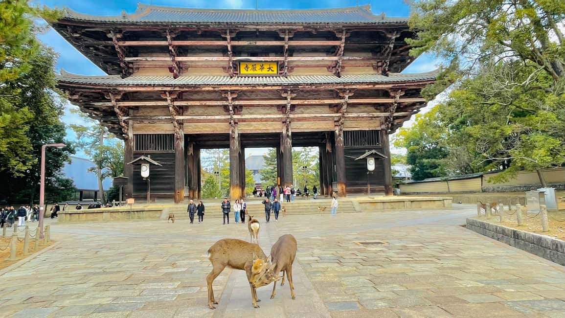 Kyoto and Nara: Private Customized Tour with Guide & vehicle - Nara in one day: deer first, then Todai-ji’s sheer scale