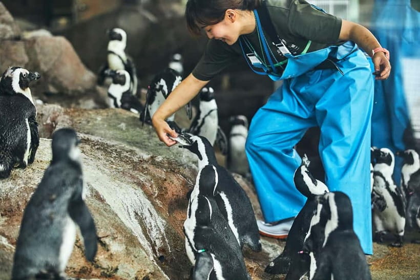 Kyoto Aquarium Admission Ticket - Kyoto Aquarium in Umekoji Park: where the visit starts calm