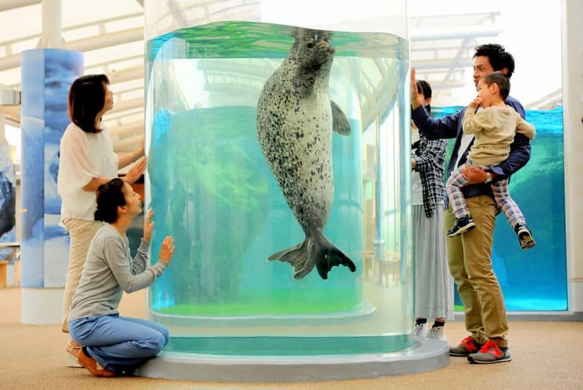 Kyoto Aquarium Admission Ticket - Dolphin performances: the high-skill show you can plan your day around