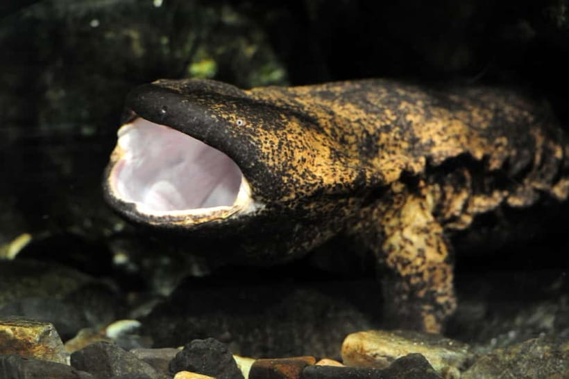 Kyoto Aquarium Admission Ticket - Giant salamanders: the rare exhibit that rewards patience