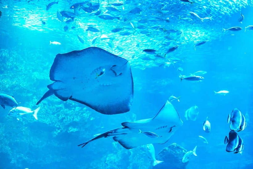 Kyoto Aquarium Admission Ticket - Satoyama countryside recreation: how the aquarium connects water, land, and life