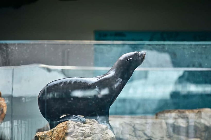 Kyoto Aquarium Admission Ticket - Jellyfish aquariums and seals: the follow-up stops that often win hearts