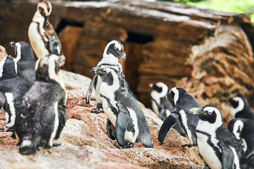 Kyoto Aquarium Admission Ticket - Practical rules that affect your day: flash, pets, and re-entry