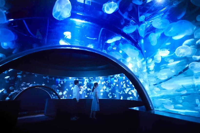 Kyoto Aquarium Admission Ticket - Ticket price and the real value of a one-day pass