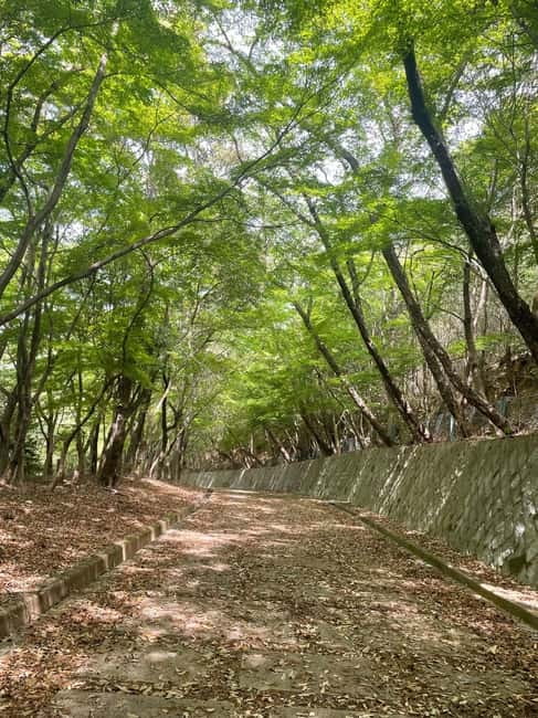 Kyoto: Arashiyama Bamboo Forest Hiking Tour - How the Guide Turns a Walk Into a Story (and Better Photos)