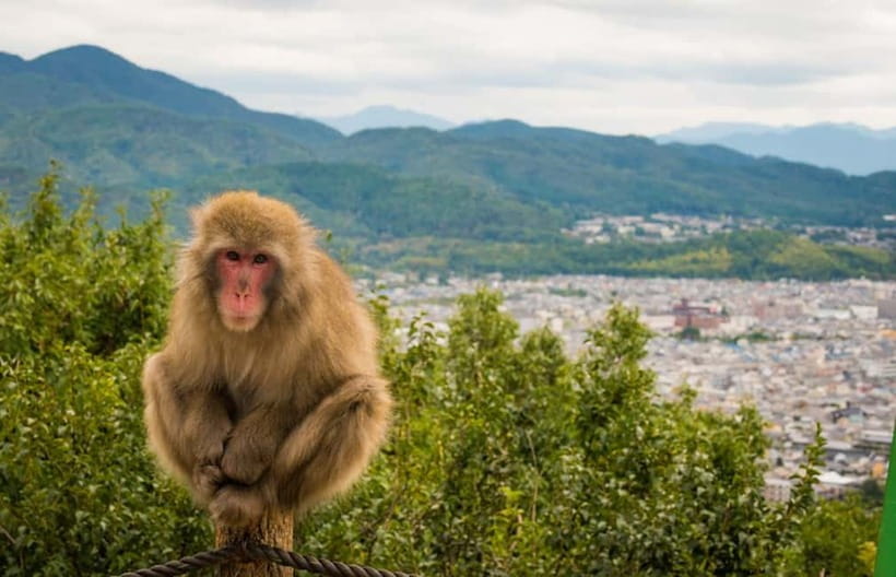 Kyoto: Arashiyama Bamboo Grove, Monkey Mountain Walking Tour - What kind of traveler this tour fits best