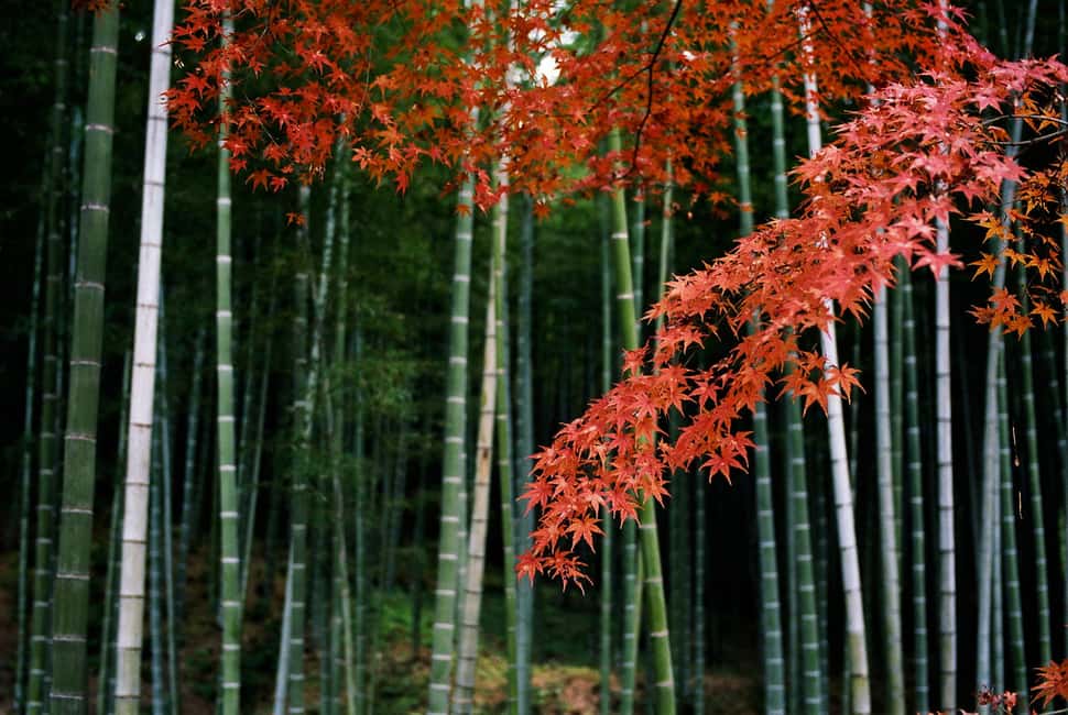 Kyoto: Arashiyama Bamboo, Togetsukyo bridge, Sanso, and more - Key Things I’d Prioritize on This Arashiyama Walk