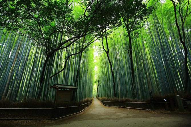 Kyoto Arashiyama & Sagano Bamboo Private Tour with Government-Licensed Guide - The private guide difference: navigation, context, and real Q&A