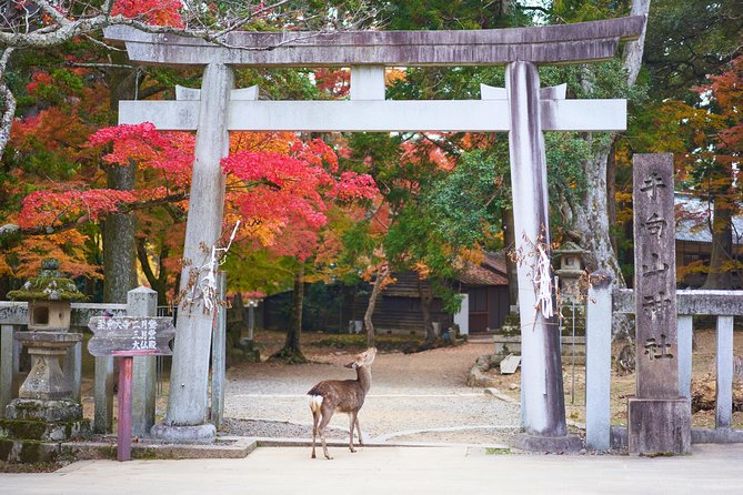 Kyoto Day Trip to Nara with a Local – Private & Personalized - Private Nara day trip: how the guide keeps it stress-free
