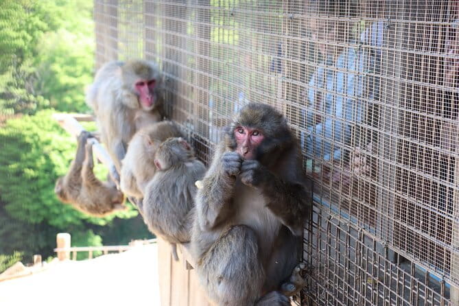 Kyoto Early Bird Tour: Fushimi Inari, Arashiyama Bamboo & Monkeys - Key points at a glance