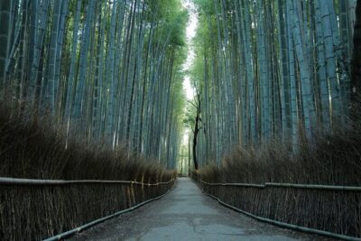 Kyoto: Early Morning Tour with English-Speaking Guide - Getting Around: Trains, Short Walks, and One Bus Leg