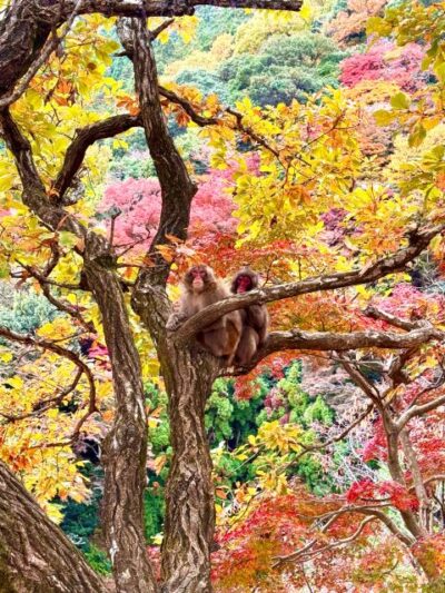 Kyoto: Fully customizable your own tour in the old capital - Paying for icons like Kinkaku-ji and Fushimi Inari the smart way