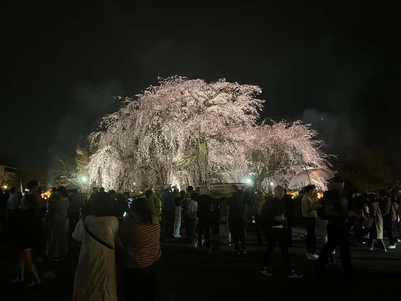 Kyoto: Gion Walking Tour - What you’ll actually learn about maiko, geiko, and local life