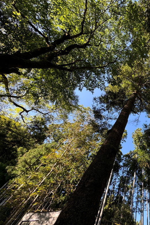 Kyoto: Kifune Shrine and the Sacred Kifune Valley Day Trip - Key highlights at a glance