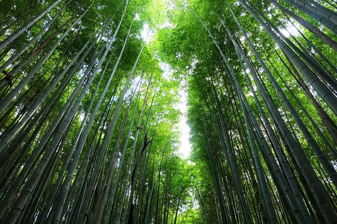 Kyoto Morning Tour with English Speaking Guide - Arashiyama Bamboo Grove: The Calm Part of the Morning