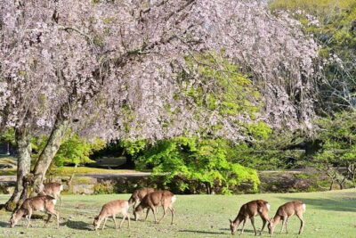 Kyoto & Nara Day Tour: Golden Pavilion, Fushimi Inari & Deer Park - Price and what your $93 actually buys