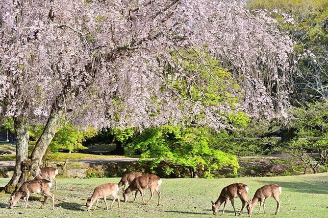 Kyoto & Nara Day Tour: Golden Pavilion, Fushimi Inari & Deer Park - Price and what your $93 actually buys