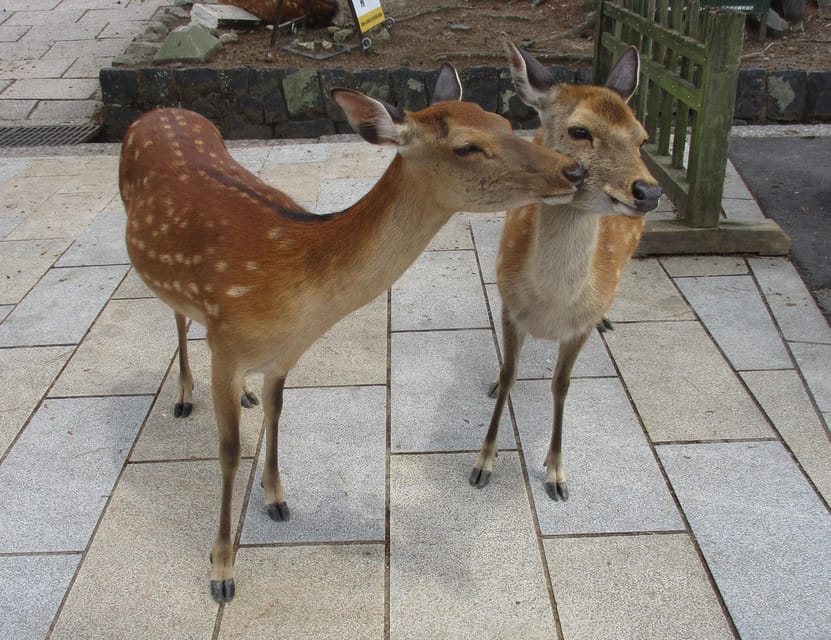 KYOTO-NARA: Giant Buddha Deer Pagoda "Geisya" (Italian, full day) - Kiyomizu-dera: Guided Temple Time on the Pilgrimage Streets