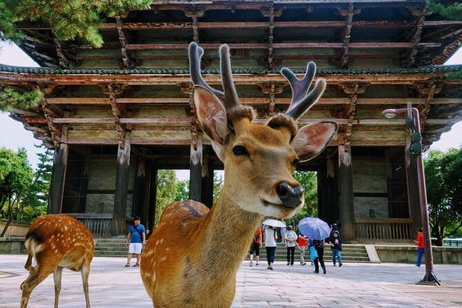 Kyoto & Nara Private Tour from Osaka Kyoto Hotel Pick-up - Price and What You’re Really Paying For