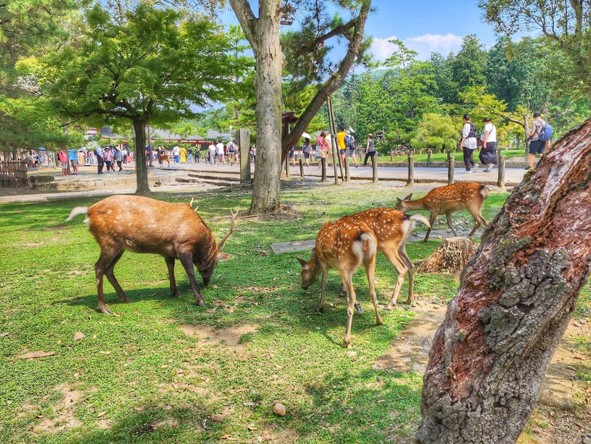 Kyoto: Nara, Todaiji, Kasuga Taisha Shrine Private Full Day - Nara in One Long Day: what this Kyoto trip really covers