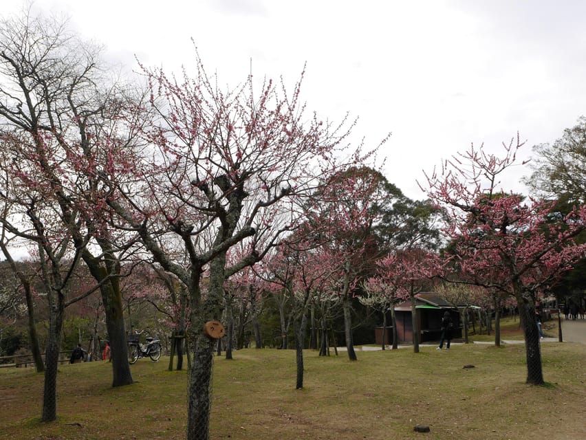 Kyoto: Nara, Todaiji, Kasuga Taisha Shrine Private Full Day - Guides, pace, and clear explanations (Akiko, Gustavo, Vincent and more)