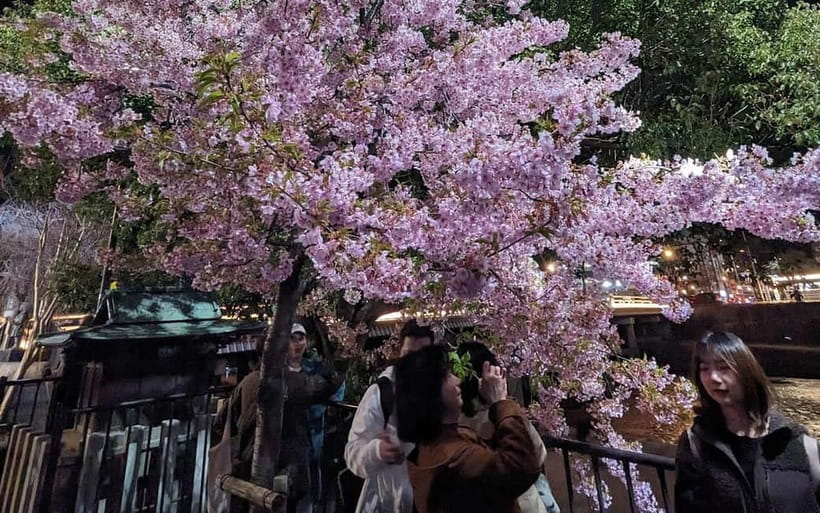 Kyoto: Personalize, private tour (3h, 5h, 8h) [W/Car Option] - Walking plan vs car option: staying sane in Kyoto
