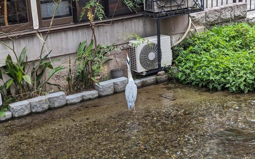 Kyoto: Personalize, private tour (3h, 5h, 8h) [W/Car Option] - Costs and value: what the $76 covers and what you’ll pay separately
