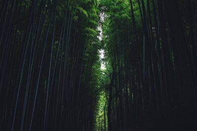 Kyoto Private Customizable Full Day Tour - Fushimi Inari Taisha: choosing the vibe of a shrine visit