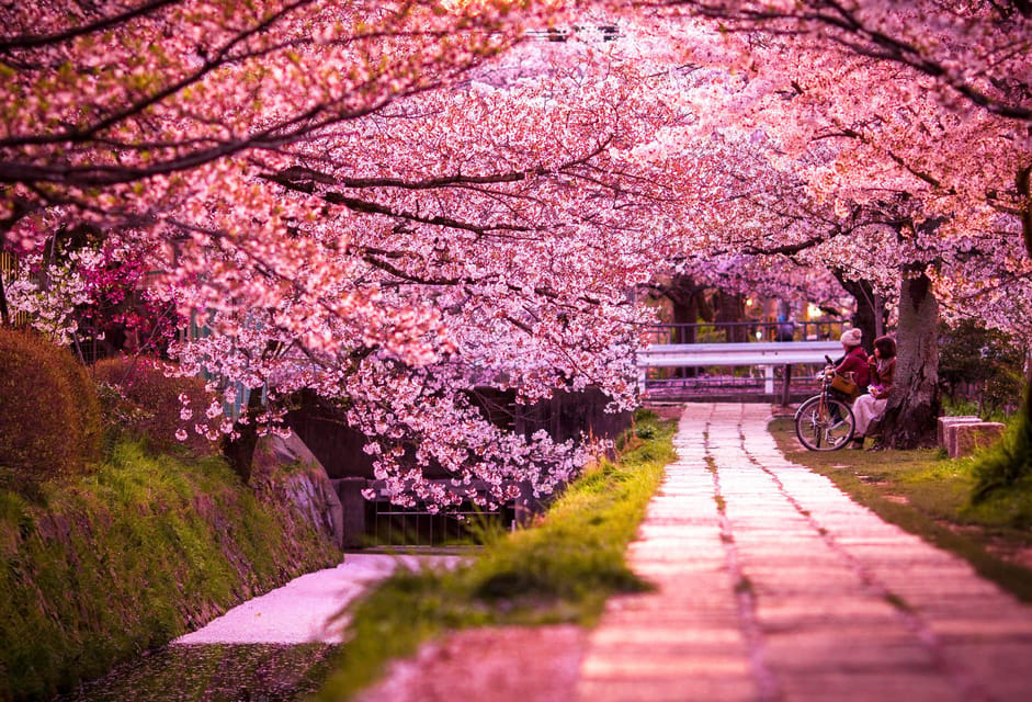 Kyoto: Private Customizable Guided tour with Luxury Vehicle - Arashiyama Bamboo Forest, Tenryu-ji, and Monkey Park (morning advantage)